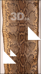 Animal preserved