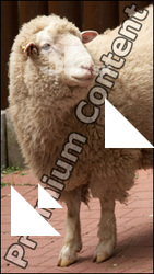 Sheep