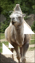 Camel # 2