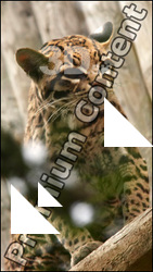 Ocelot