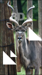 Antelope # 5