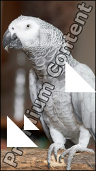 Parrot # 2
