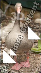 Goose # 3