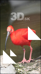 Bird # 4