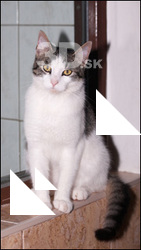 Cat # 3