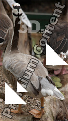 Goose # 4