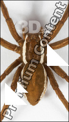 Insect # 1