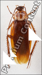 Insect # 7