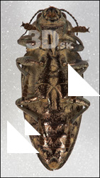Insect # 8