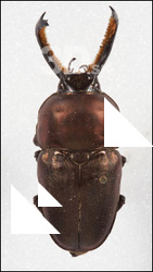 Insect # 10