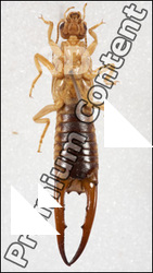 Insect # 11