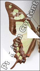 Butterfly # 4