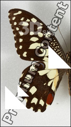 Butterfly # 6