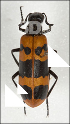 Insect # 12
