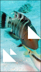 Fish # 9