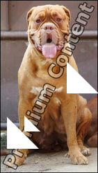 Dog # 11