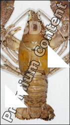 Crawfish