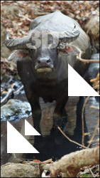 Buffalo # 1