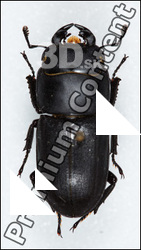 Beetles # 1
