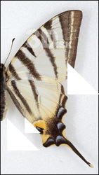Butterfly # 9