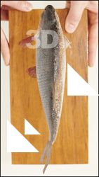 Fish # 5