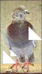 Pigeon