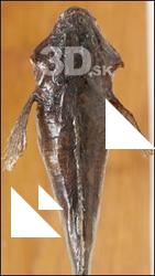 Fish # 10