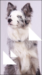 Dog # 13