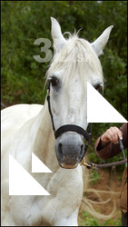 Horse # 1