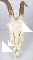 Skull Goat