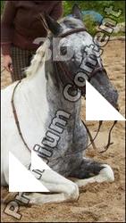 Horse poses # 3