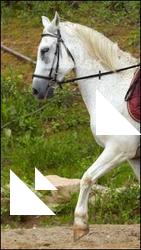 Horse poses # 4