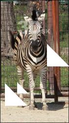 Zebra # 2