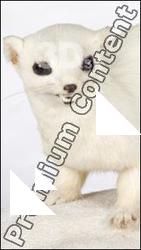 Ermine-Mustela_erminea