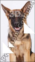 Dog-Wolfhound