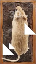 Mouse-Mus musculus