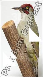 Green Woodpecker - Picus viridis