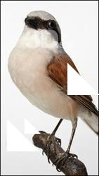 Red-backed Shrike - Lanius Collurio