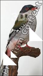 Cuban Trogon - Priotelus temnurus
