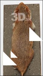 Hamster