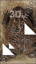 Toad - Bufo bufo