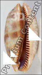 Seashell