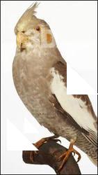 Cockatiel - Nymphicus hollandicus