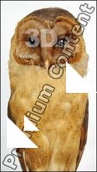 Barn owl - Tyto alba