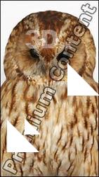 Tawny owl - Strix aluco