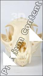 Skull Lion