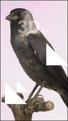 Jackdaw - Corvus monedula