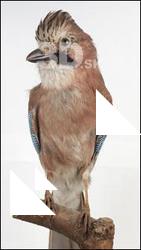 Jay - Garrulus glandarius