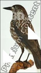 Nutcracker - Nucifraga caryocatactes