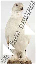 Willow Ptarmigan - Lagopus lagopus